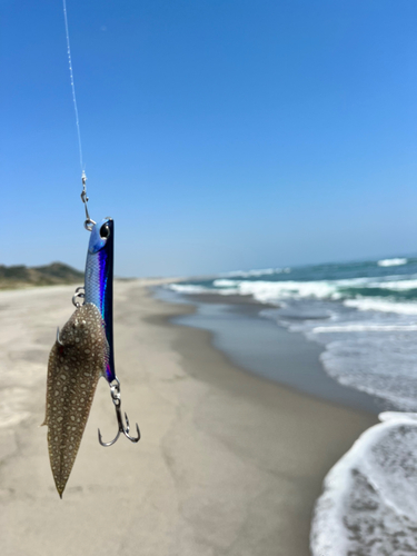 シタビラメの釣果