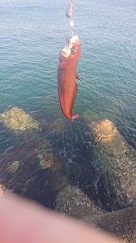 ホウボウの釣果