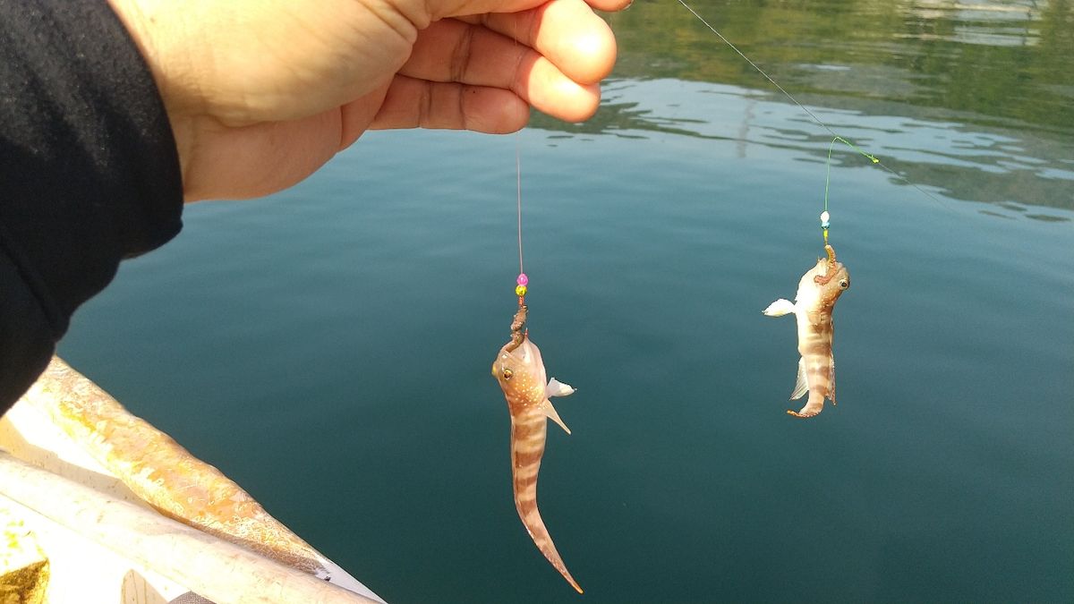 遥の父さんの釣果 3枚目の画像