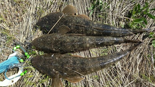 マゴチの釣果