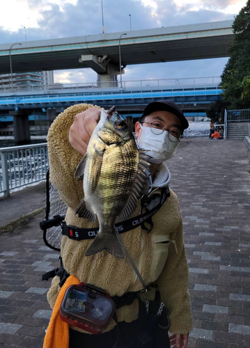 チヌの釣果