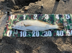 ニベの釣果