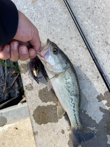 ラージマウスバスの釣果