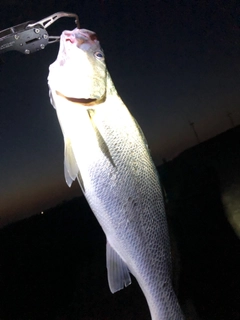 オオニベの釣果