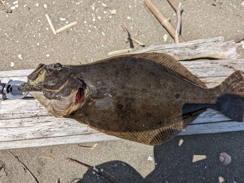 ヒラメの釣果