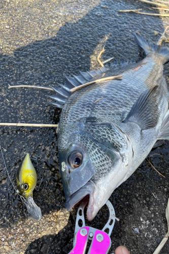 チヌの釣果