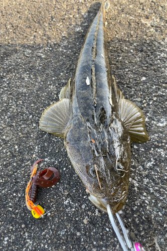 マゴチの釣果