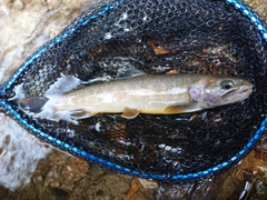 イワナの釣果