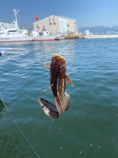 ゴンズイの釣果