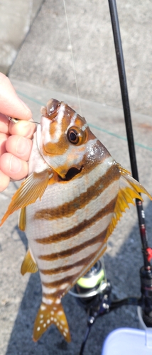 タカノハダイの釣果