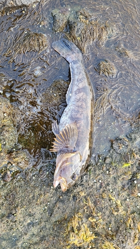 アブラコの釣果