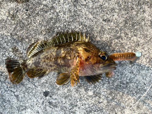 ムラソイの釣果