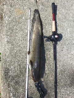 ナマズの釣果