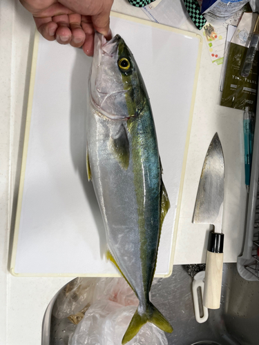 ハマチの釣果