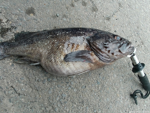 ソイの釣果