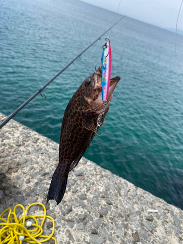 オオモンハタの釣果