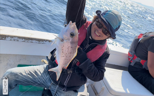 シロダイの釣果