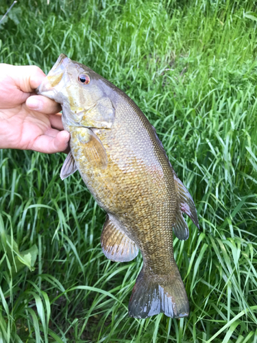 スモールマウスバスの釣果