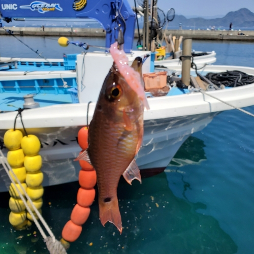 ネンブツダイの釣果