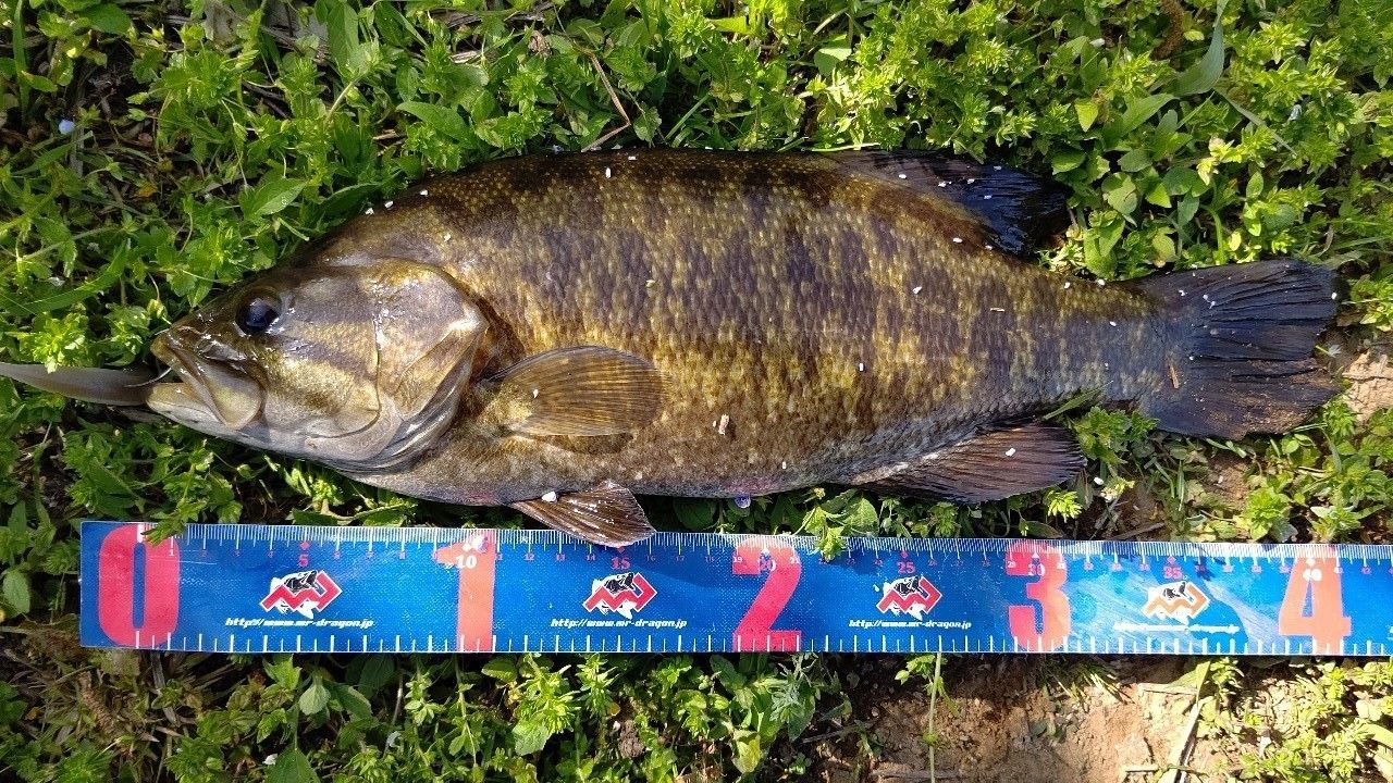 スモールマウスバス