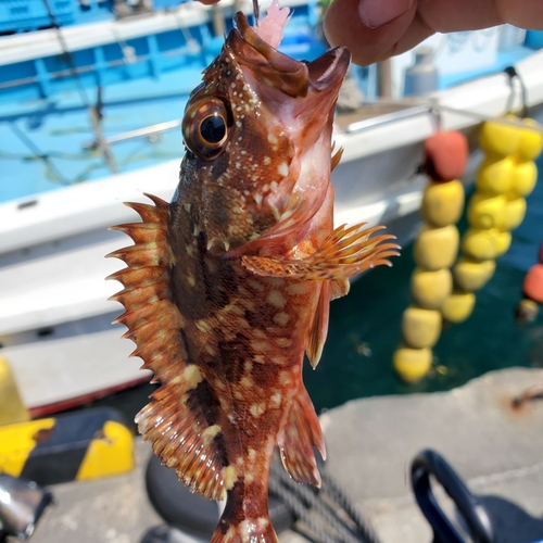 カサゴの釣果