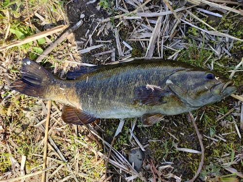 スモールマウスバスの釣果