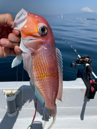 アマダイの釣果