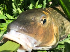 ニゴイの釣果