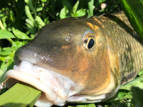 ニゴイの釣果