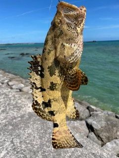 マダラハタの釣果