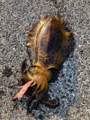 アオリイカの釣果