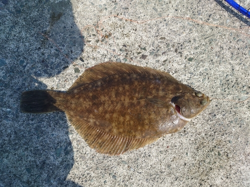 マコガレイの釣果