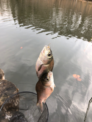 ヘラブナの釣果