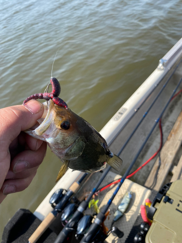 ブラックバスの釣果