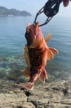 アラカブの釣果