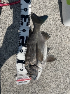 クロダイの釣果