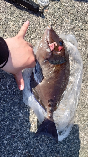 ニザダイの釣果