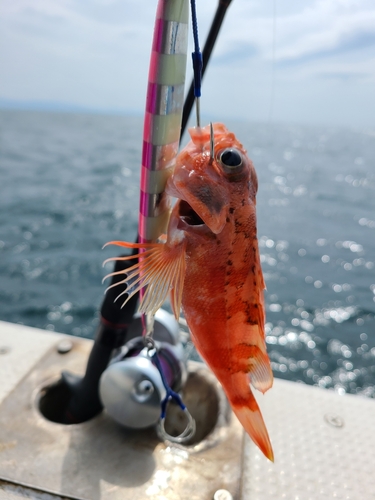 ユメカサゴの釣果