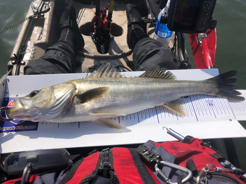 シーバスの釣果