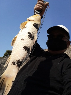 コイの釣果