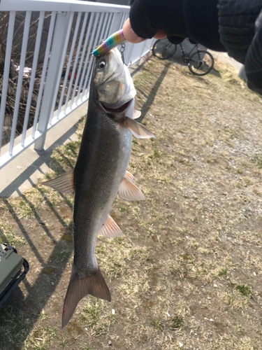 ウグイの釣果