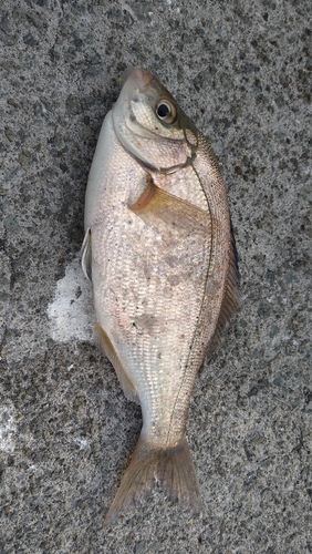 ウミタナゴの釣果