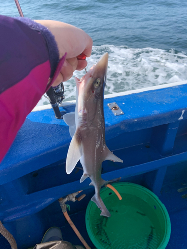 ホシザメの釣果