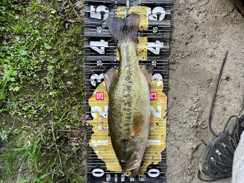 ブラックバスの釣果