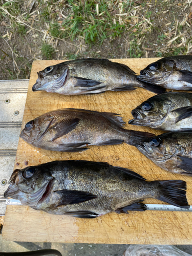 クロメバルの釣果