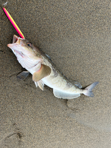 ホッケの釣果