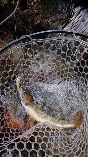 イワナの釣果