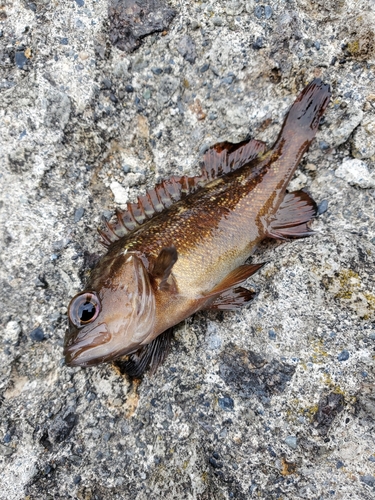 エゾメバルの釣果