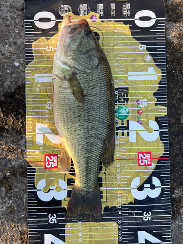 ブラックバスの釣果