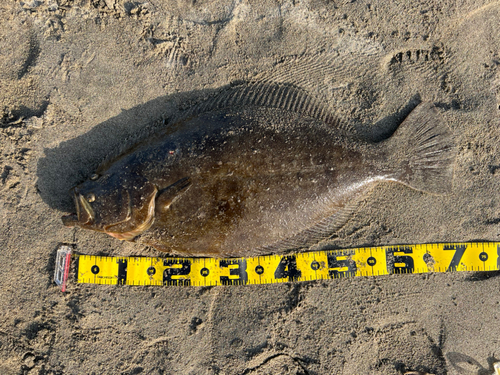 ヒラメの釣果